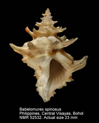 Babelomurex spinosus.jpg - Babelomurex spinosus(Hirase,1908)